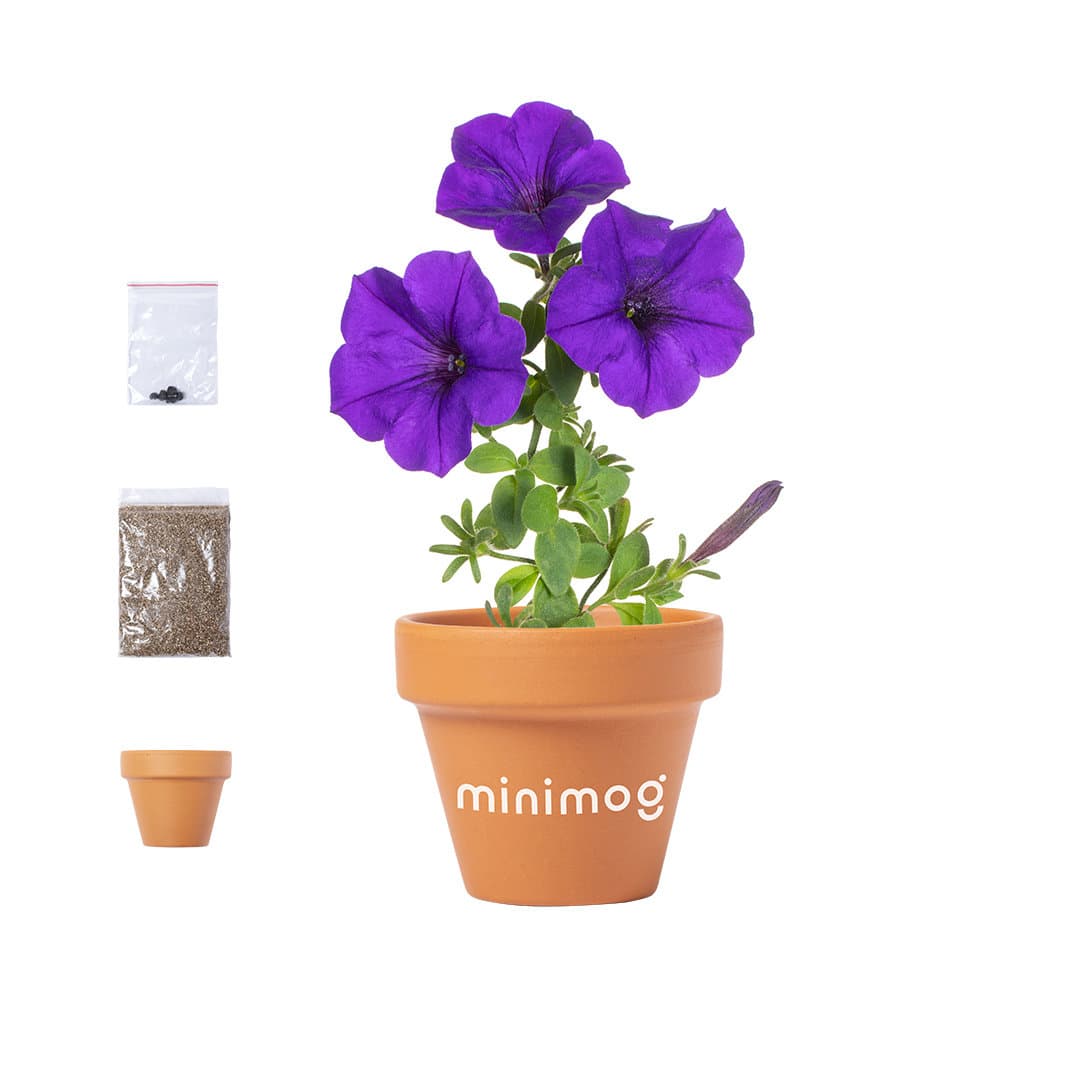 Vaso com flores de Petunia Vaso com flores de Petunia